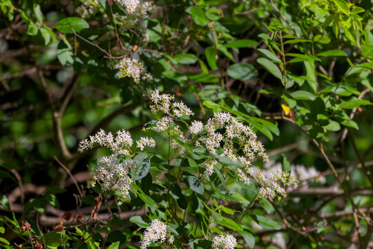 Chinese privet (Ligustrum sinense). It has fragrant white flowers arranged in panicles that bloom in spring. 