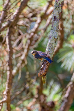 Eastern Bluebird (Sialia sialis). Natural photo from North Carolina