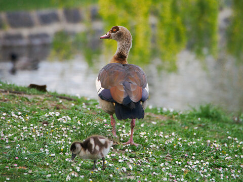 An Egyptian Goose and Its Gosling on a Daisy-Covered Meadow