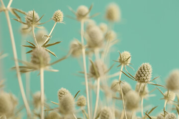 Naklejka premium Smoke selected soft focus beige thorn Dry Flower on blue. Abstract natural blurred background.