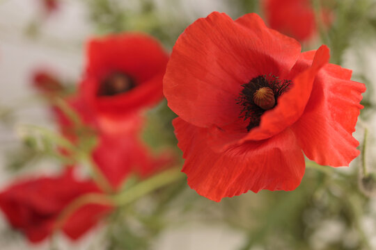 Close-up red poppies, Poppy Flowers bud, petals, leaf. Natural blur smoke background.