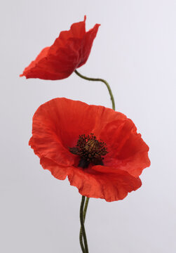 Close up red poppies, Poppy Flowers bud, petals, leaf, stem on gray background.