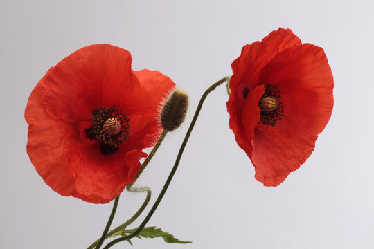 Close up red poppies, Poppy Flowers bud, petals, leaf, stem on gray background.