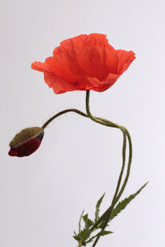 Close up red poppies, Poppy Flowers bud, petals, leaf, stem  on gray background.