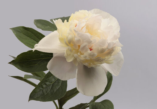 Close-up cream beige white Peony Flower bud petal, pistil, stamen, leaf on neutral gray background.