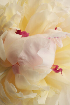 Close-up macro cream Beige, yellow, Pink Peony Flower bud Petals. Natural art smoke lightl background.