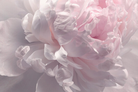 Close-up macro cream white Pink Peony Flower bud Petals. Natural art smoke light background.