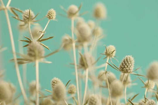 Smoke selected soft focus beige thorn Dry Flower on blue. Abstract natural blurred background.