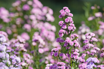 Fototapeta premium Violet flower field texture for background