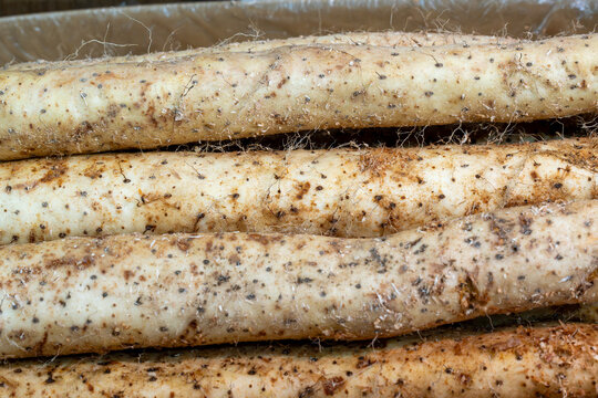 Macro horizontal composition of raw unpeeled Chinese yams (Dioscorea opposita) with root hairs and natural speckled skin.