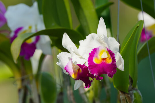 Cattleya orchid white and purple flower