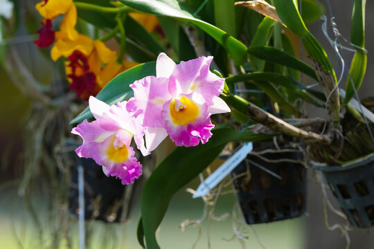 Cattleya orchid white and purple flower