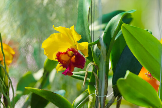 Cattleya orchid yellow flower
