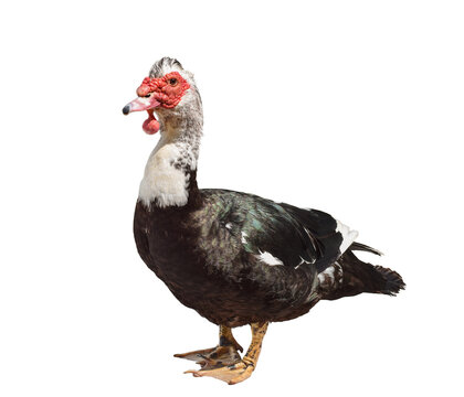 Side view of Muscovy duck showing distinctive red facial caruncle, white and dark brown body isolated on transparent background.