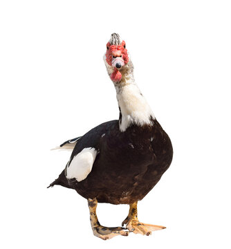 Front view of Muscovy duck showing distinctive red facial caruncle, white and dark brown body, looking at camera, isolated on transparent background.