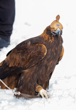 Golden eagle wearing a traditional Kazakh hunting hood during falconry in a snowy landscape, highlighting the ancient nomadic tradition of eagle hunting and cultural heritage.