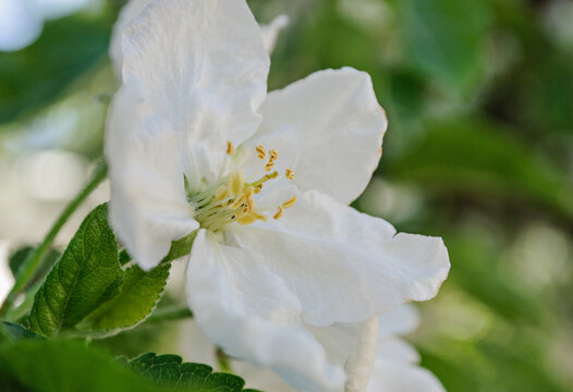 Close-up of a white apple blossom on a spring day