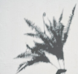 Shadow of a fern branch on a light wall. © nndanko