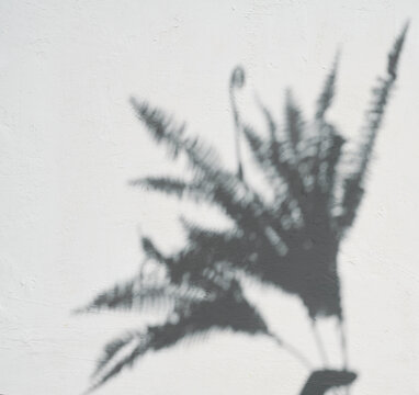 Shadow of a fern branch on a light wall.