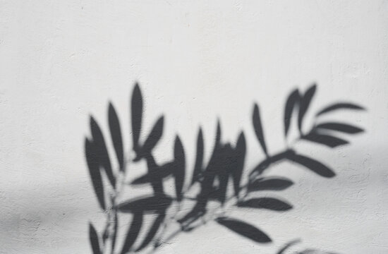 Shadow of a branch with leaves on a light textured wall
