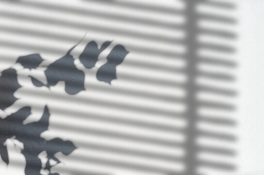 Shadows from a branch with leaves and blinds on a light wall.