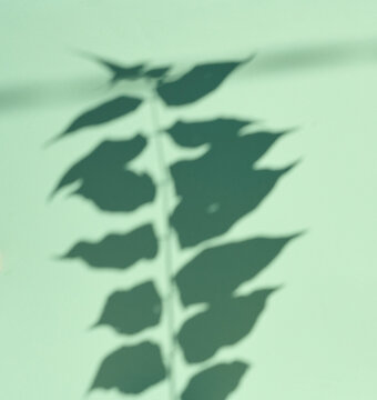Shadow of a branch with leaves on a mint background