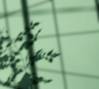 Soft blurred shadow of a leafy plant cast on translucent glass, creating a minimalist green abstract background with gentle light