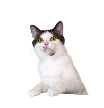 White cat with brown tabby patches and yellow-green eyes sitting and looking up isolated cutout on transparent background