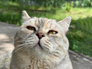Pretty feline cat looking at camera  © OLENA LIALINA