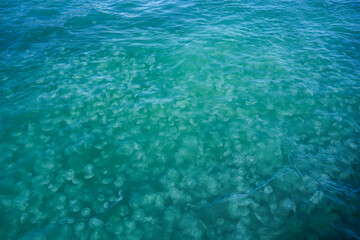 Fototapeta premium A large group of jellyfish. Kenai Fjords National Park in Seward, Alaska
