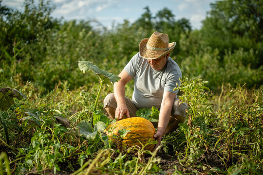 A person bends down to pick a large pumpkin from the ground in a field. Green plants surround the pumpkin, and the sky is clear with sunlight shining