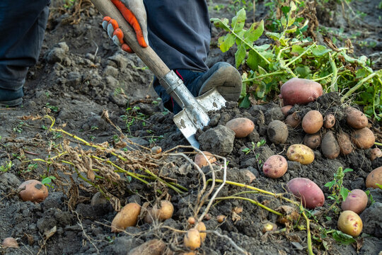A person digs in the ground to collect potatoes on a farm. The scene shows numerous potatoes scattered on the soil. The activity takes place in the countryside in autumn