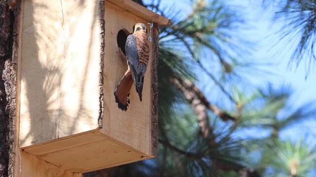 Male American kestrel (Falco sparverius) delivers lizard prey to nest box with young, then departs, Lassen County, Northern California &mdash; slow motion.