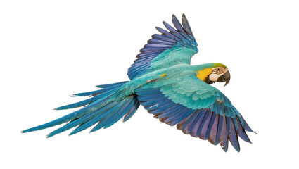 Blue and yellow macaw parrot in flight, isolated on transparent background © Luca