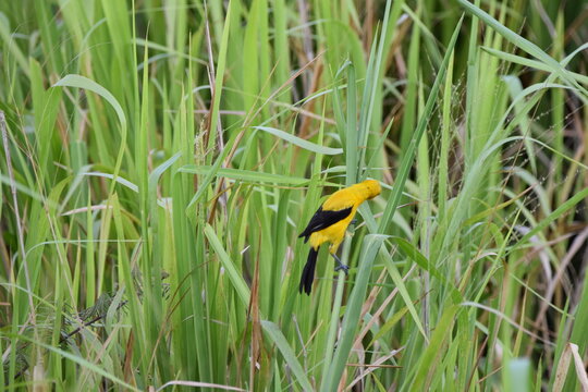 The yellow oriole (Icterus nigrogularis) bird, perched on a plant in Bejucal, Trinidad and Tobago.