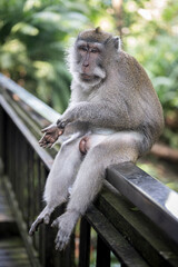 A wild long-tailed macaque sits comfortably on a wooden bridge railing grooming itself in the lush, green Sacred Monkey Forest, Ubud, Bali, Indonesia. © parkerspics