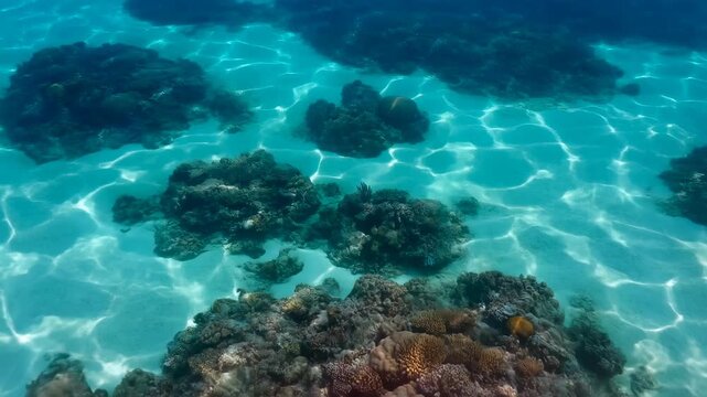 Underwater coral reef formations visible beneath clear turquoise ocean water with sunlight patterns moving across sandy seabed, creating tranquil marine environment with layered rocks and textures
