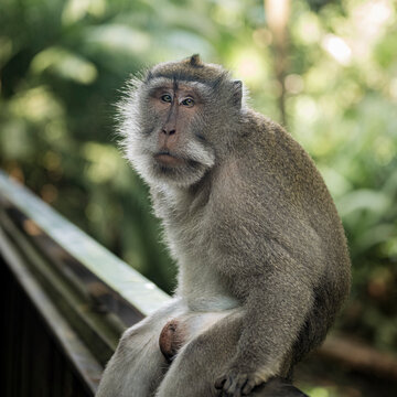 A wild long-tailed macaque perches on a railing alertly gazing into the distance in the dense, lush, green jungle at Sacred Monkey Forest, Ubud, Bali.