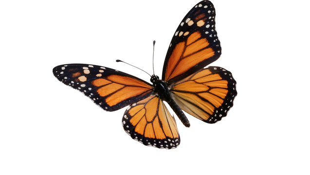 Orange monarch butterfly with black veins and white spots, isolated on transparent background