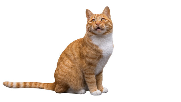 Orange tabby cat with white chest sitting attentively, isolated on transparent background
