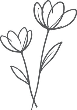 Simple hand drawn sketch of two flowers with leaves isolated on white background