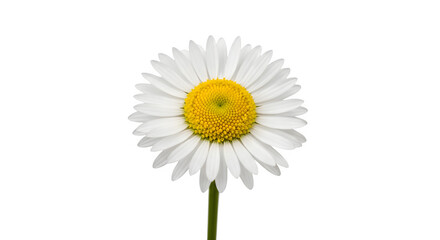 Fototapeta premium Single Daisy Flower With A Yellow Center And White Petals Isolated On A Clean Transparent Background For Floral Design Projects