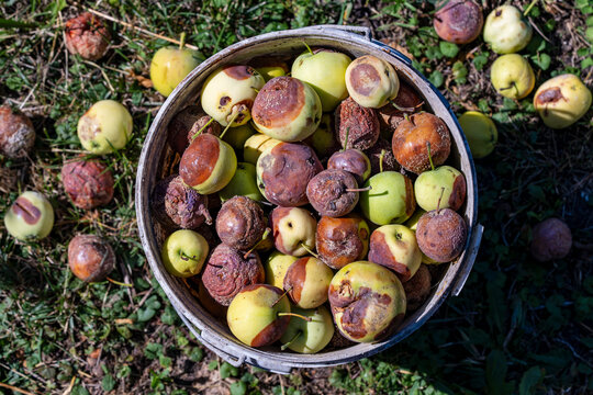 Bucket of rotten apples on grass ground top view, closeup. Plastic bucket filled with rotten and damaged apples on green grass in autumn garden. High angle view of bad fruit crop harvest process