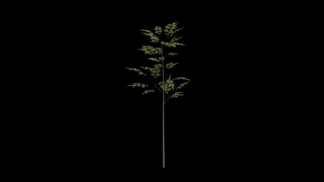 European Ash Sapling Tree Swaying in Wind Loop Animation with Alpha Channel. Wind Blows The Fraxinus Excelsior Sapling. Common Ash Tree Leaves Swaying. Animated Tree Branches Moving in Breeze