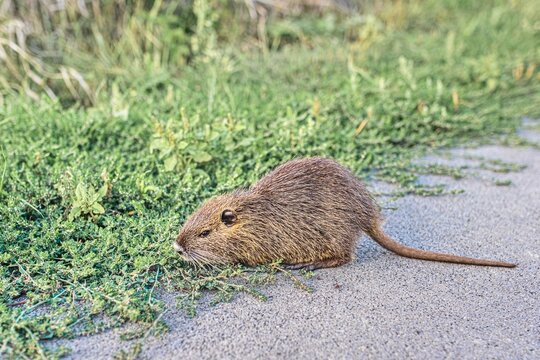 Side view of a wild coypu (Myocastor coypus), also known as nutria, walking on a paved path next to green grass. Concept of wildlife, invasive species, rodents, and natural habitat.