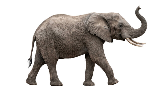 Majestic African elephant with trunk raised in greeting on a white background
