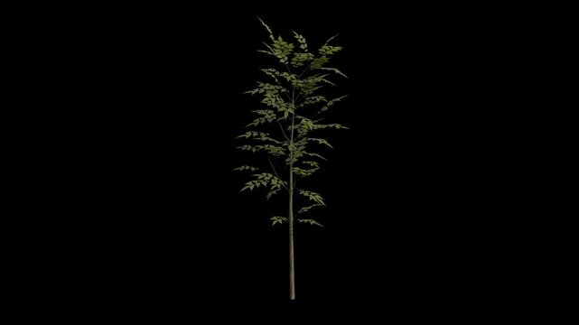 European Ash Sapling Tree Swaying in Wind Loop Animation with Alpha Channel. Wind Blows The Fraxinus Excelsior Sapling. Common Ash Tree Leaves Swaying. Animated Tree Branches Moving in Breeze