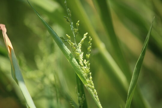 Browntop Signalgrass, UROCHLOA FUSCA or Brachiaria ramosa grass