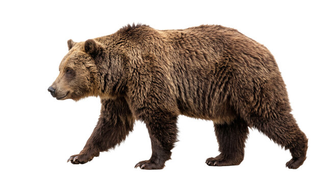 A solitary brown bear walks with its head turned to the side against a white background