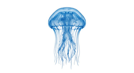 Translucent blue jellyfish with long trailing tentacles floating in water © Sapphire